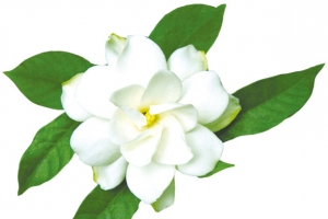 茉莉花朵白色茉莉
