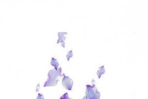 蓝色透明褶皱花瓣背景