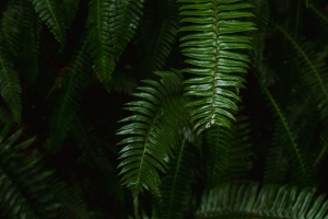 蕨类植物 绿色 树叶 4k壁纸 3840x2160