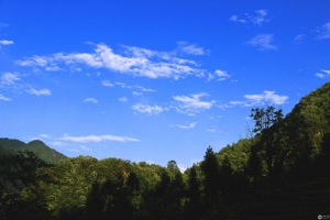 蓝色天空和森林