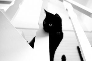 猫 宠物 黑白 4k壁纸 3840x2160