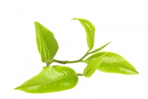 春茶免费素材