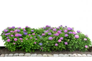 绿色植物绣球花朵素材