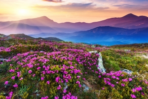 山峦 鲜花 阳光 风景图片素材