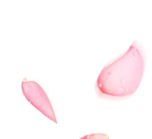 花瓣粉红色花瓣花叶