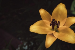 百合 花 黄色 绽放 特写 4k壁纸 3840x2160