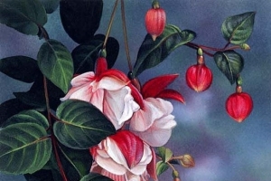 手绘水墨红花绿叶