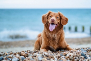 金毛猎犬 寻回犬 狗 突出的舌头 鹅卵石 4k壁纸 3840x2160