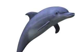 海豚动物