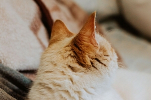 猫 红发 宠物 动物 4k壁纸 3840x2160