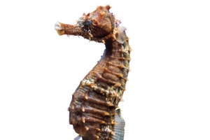 海马 海洋生物