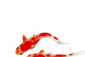锦鲤