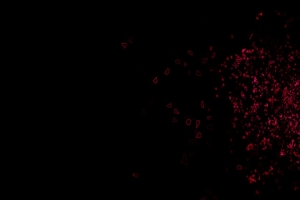 黑色质感大气平面banner
