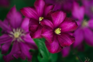 铁线莲 花 花瓣 开花 4k壁纸 3840x2160
