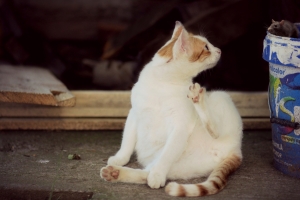 有趣的 猫 老鼠 5K图片