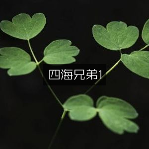 四海兄弟，首部曲