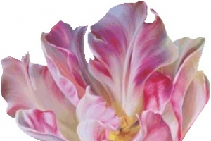 精美 png素材 花韵