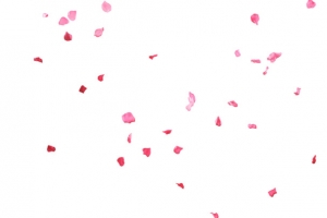 情人节妇女节三八节花瓣