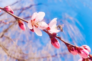 桃花朵朵小清新