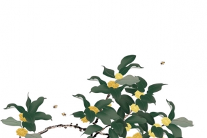 桂花枝