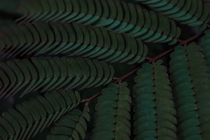 树枝 树叶 绿色 植物 4k壁纸 3840x2160
