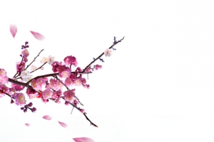梅花