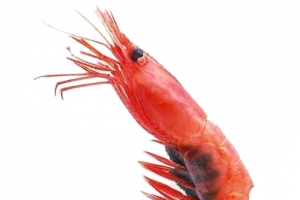 刺身料理北极甜虾