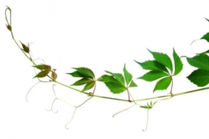 爬山虎叶子 png素材