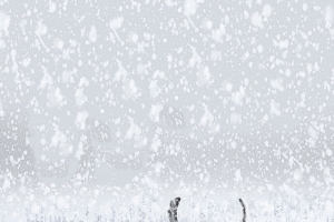 圣诞节白色鹿飞雪促销海报