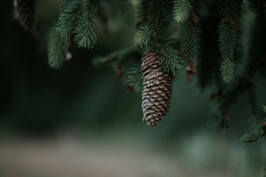 松树松果2880x1800高清护眼壁纸 免费下载