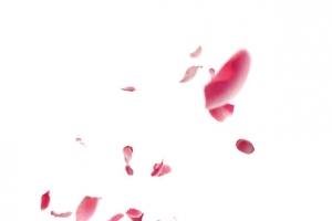 粉色玫瑰花花瓣漂浮素材