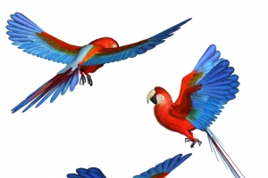 展翅高飞颜色鸟效果