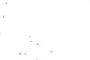 玫粉玫瑰花瓣飘舞