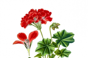 手绘红色花瓣天竺葵