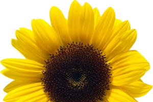 嫩黄向日葵免扣透明png高清图片