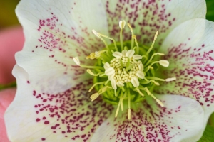  hellebore orientalis 花粉 花 花瓣 宏观 4k壁纸 3840x2160