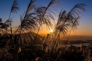 麦穗 植物 太阳 日落 风景 4k壁纸 3840x2160