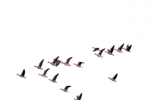 排成人字形的鸽子