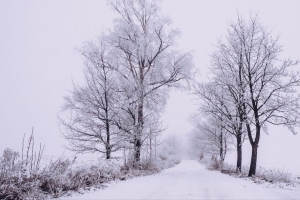 冬季 森林 树木 雪 道路 雾 4k壁纸 3840x2160