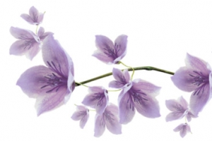 花枝花草红色手绘桃花