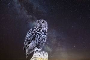 猫头鹰 星空 photoshop 4k壁纸 3840x2160