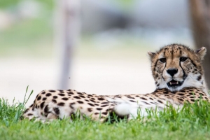 猎豹 大猫 捕食者 草 动物 4k壁纸 3840x2160