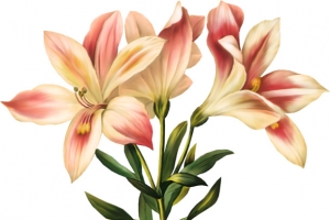 手绘百合装饰花卉