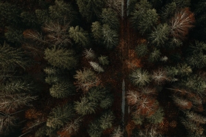 森林 道路 鸟瞰图 秋季 4k壁纸 3840x2160