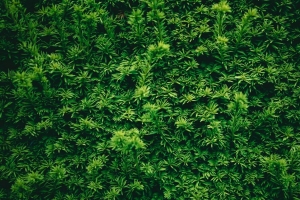 树叶 植物 绿色 纹理 4k壁纸 3840x2160