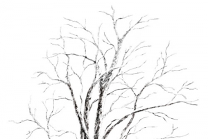 枯树