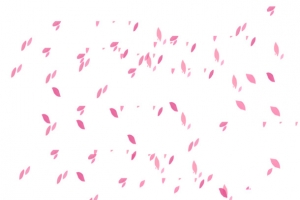 康乃馨花瓣