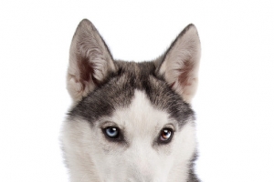 西伯利亚犬
