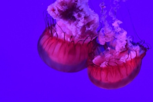 水母 触手 海底世界 海洋 大海 特写 4k壁纸 3840x2160