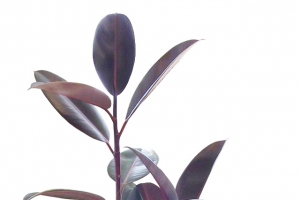 植物盆栽绿植高清PNG透明图片-免费设计素材下载